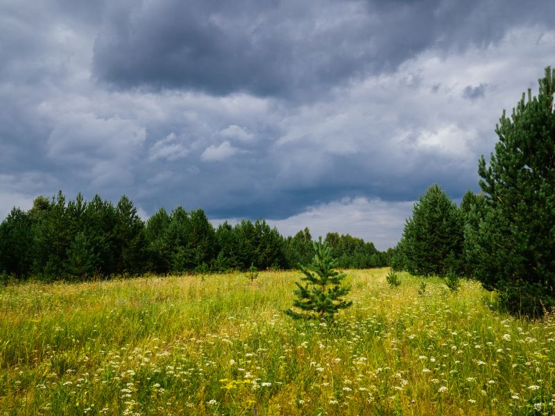 Acreage Clearing in Atlanta, GA
