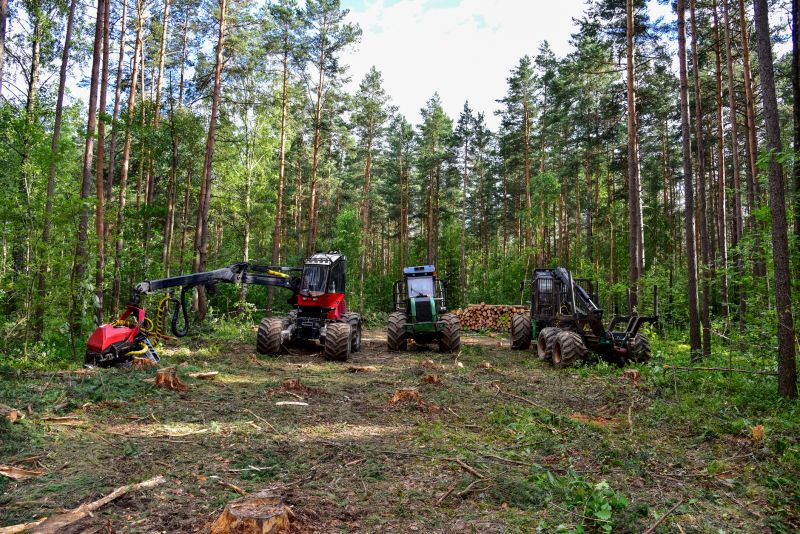 Pine Tree Clearing in Houston, TX